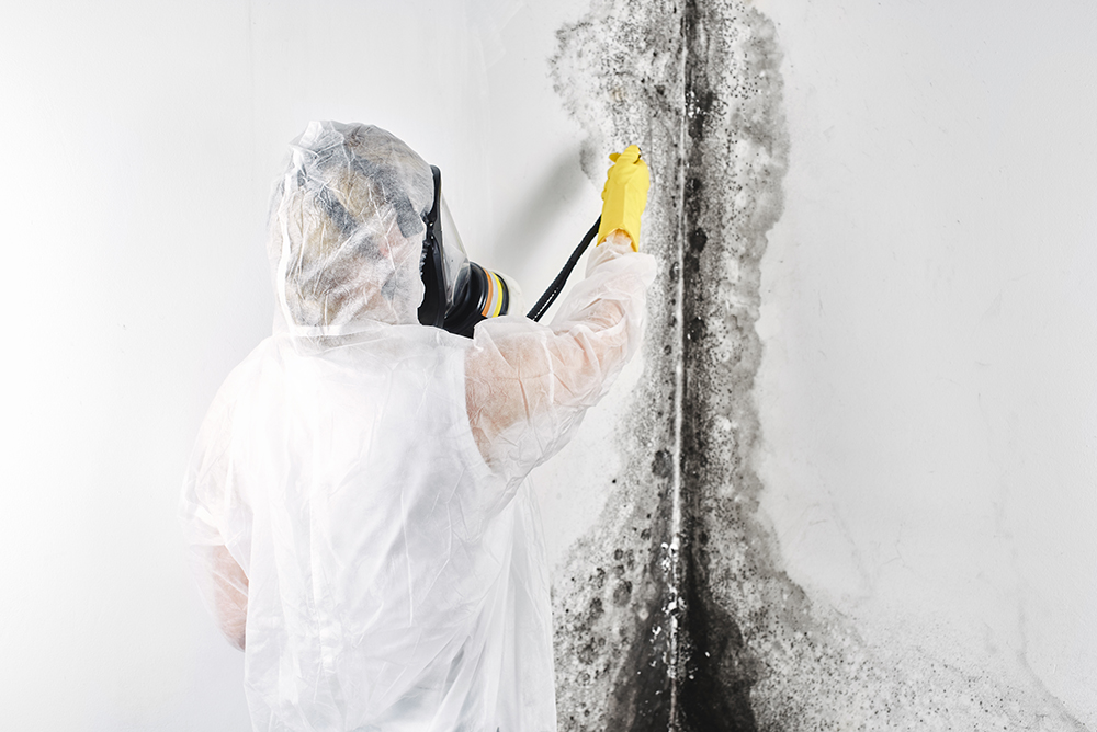 The Cost of Neglecting Mold in Your Property